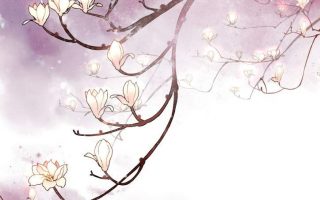【 Spotlight】【可爱又花香四溢】木莲特辑